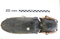 Foto (Dorsalansicht) von Pseudotetralobus bifoveatus (NHMW-ZOO-COL-0008208)